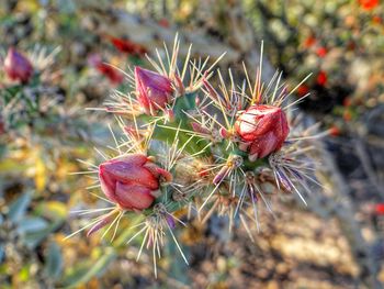 Close-up of red cactus plant