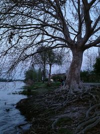 Trees on beach against sky