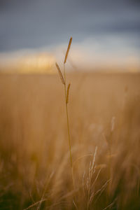 Close-up of crops on field against sky