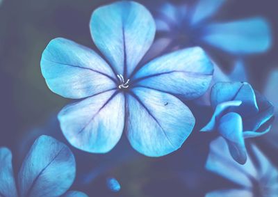 Close-up of blue flowering plant