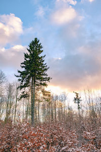 Trees on landscape against sky at sunset