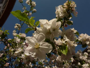 Close-up of white flowers blooming on tree