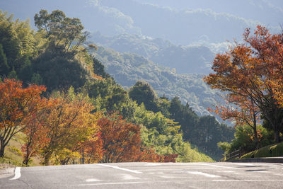 Trees by road in forest during autumn