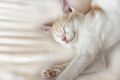 Cat sleeping on bed