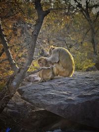 Monkey mother love baby, monkey scratching