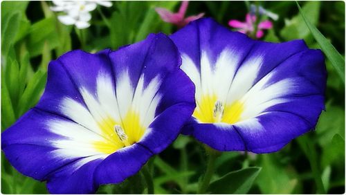 Close-up of purple crocus blooming outdoors