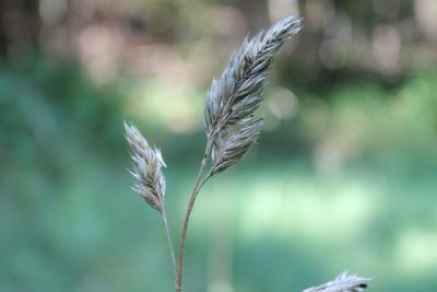 Close-up of plant against blurred background