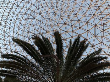 Palm tree under geodesic dome