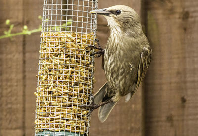 View of bird perching in cage