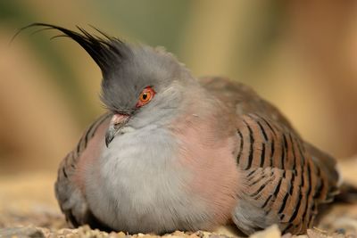 Close-up of crested pigeon