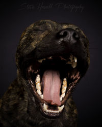 Close-up of dog yawning