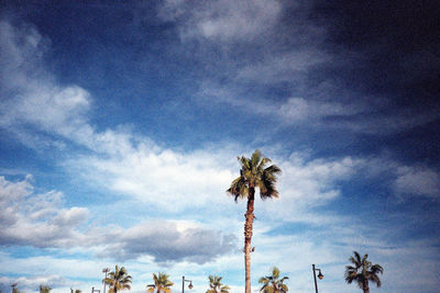 Low angle view of palm trees against blue sky