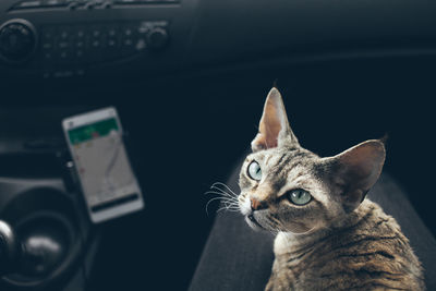 Close-up of cat looking at camera