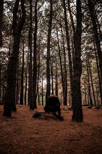 Rear view of man sitting on tree trunk in forest