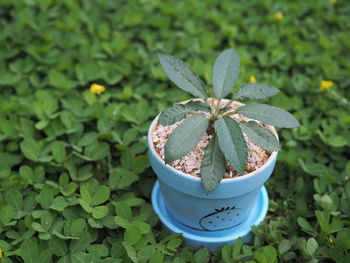 High angle view of potted plant on field