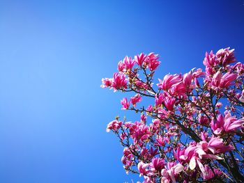 Low angle view of pink flowers on tree