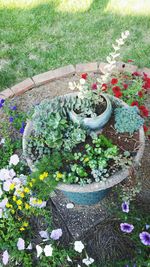 High angle view of plants growing in yard