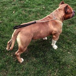 Dog standing on grassy field