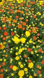 High angle view of colorful flowers blooming in garden