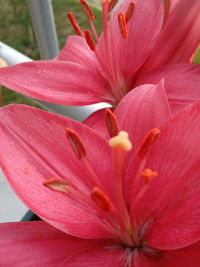 Close-up of pink flower