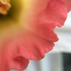 Close-up of red flower