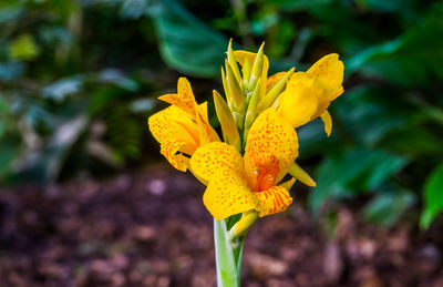 Close-up of yellow flowering plant