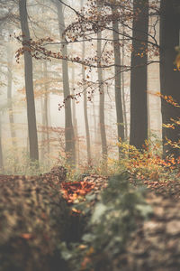 Trees in forest during autumn