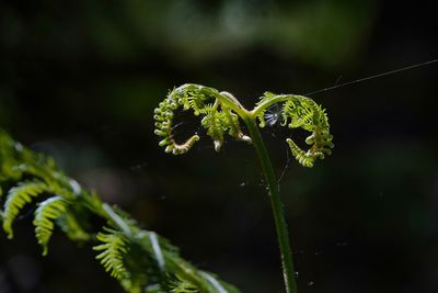 Close-up of green leaf on plant