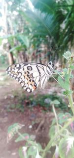 Close-up of butterfly on flower