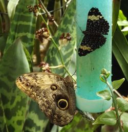 Close-up of butterfly on plant