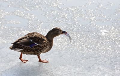 Side view of a bird in water