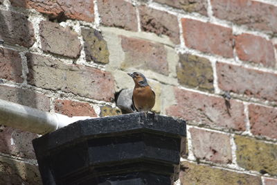 Close-up of bird perching on brick wall
