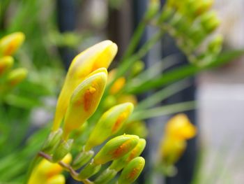 Close-up of yellow flowering plant