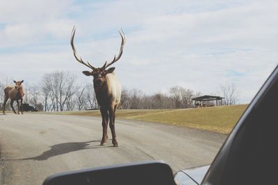 View of horse cart on road