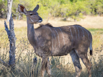 Portrait of female greater kudu antelope standing in savannah, moremi game reserve, botswana, africa
