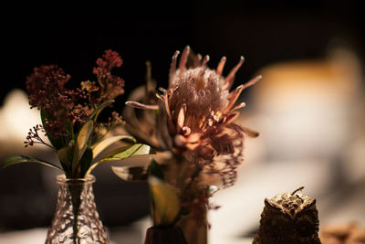 Close-up of wilted flowers in vase