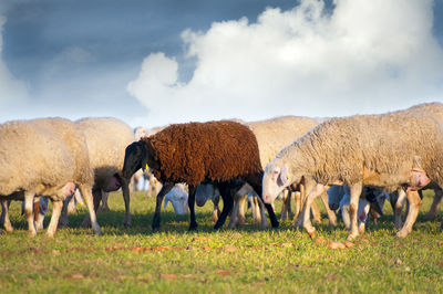 Cows grazing on field against sky