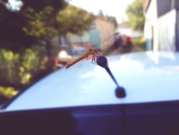 Close-up of insect on leaf