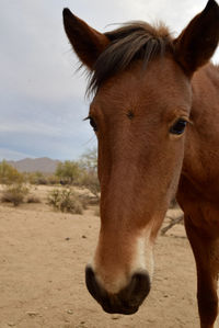 Close-up of a horse