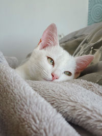 Close-up portrait of a cat