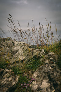 Plants growing on landscape against sky