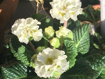 Close-up of white flowering plants