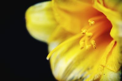 Macro shot of yellow flower