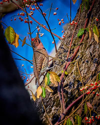Low angle view of a tree