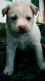 Close-up portrait of puppy