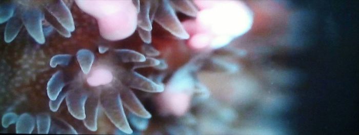 Close-up of fish underwater