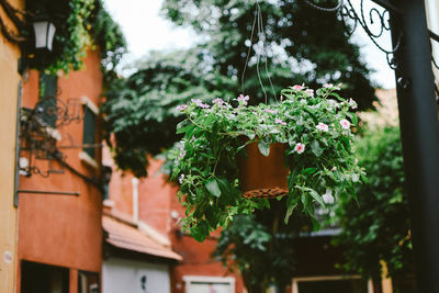 Close-up of flowers on tree