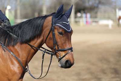 Close-up of a horse in ranch