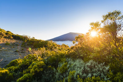 Trees by plants against sky during sunset