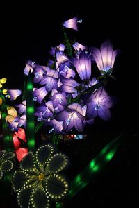 Close-up of illuminated purple flowers at night